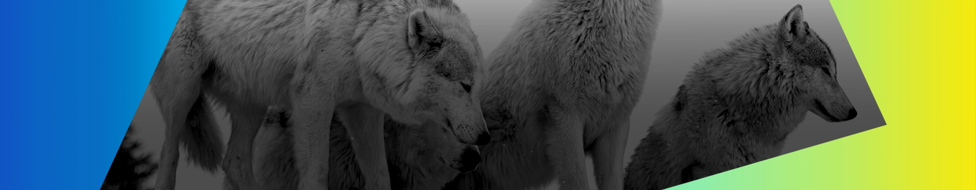 Part of the Pack